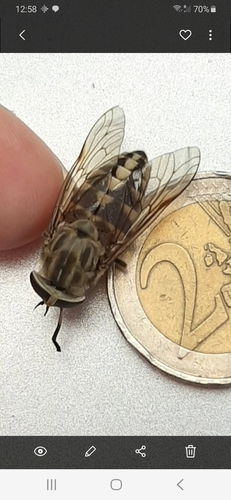 Tabanus rectus