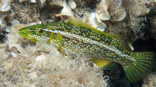Groene lipvis (Labrus viridis) — Labridae — 2