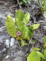 Bifrenaria tyrianthina, photograph (c) Fabricio Carvalho da Silva, some rights reserved (CC BY)