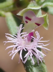 Polygala asbestina