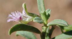 Polygala asbestina