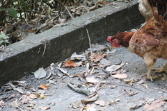 Atractus