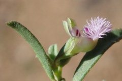 Polygala asbestina