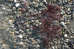 Melanthalia abscissa
