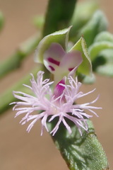 Polygala asbestina