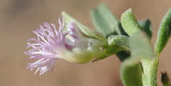 Polygala asbestina