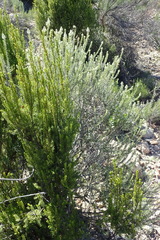 Phylica axillaris pulchra