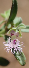 Polygala asbestina