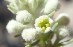 Phylica axillaris pulchra