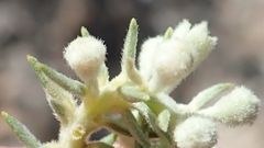 Phylica axillaris pulchra