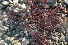 Melanthalia abscissa