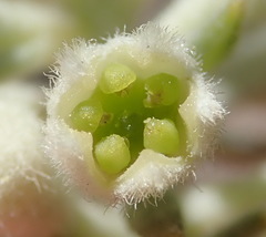 Phylica axillaris pulchra