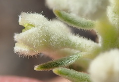 Phylica axillaris pulchra