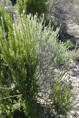 Phylica axillaris pulchra