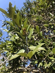 Elaeodendron zeyheri