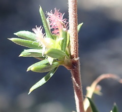 Cliffortia ramosissima
