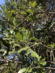Elaeodendron zeyheri