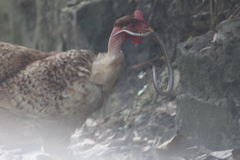 Atractus