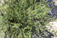 Cliffortia ramosissima