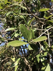Elaeodendron zeyheri