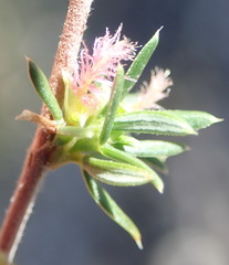 Cliffortia ramosissima