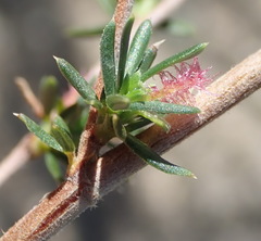 Cliffortia ramosissima