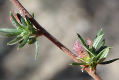 Cliffortia ramosissima