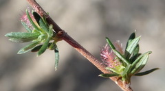 Cliffortia ramosissima