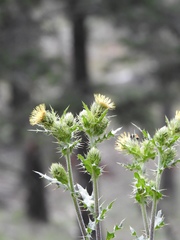 Cirsium parryi