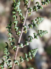 Cheilanthes parviloba