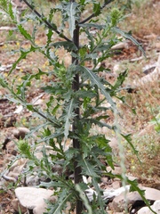 Cirsium parryi