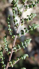 Cheilanthes parviloba