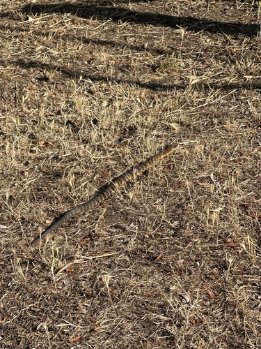 Tiger Snake sighting