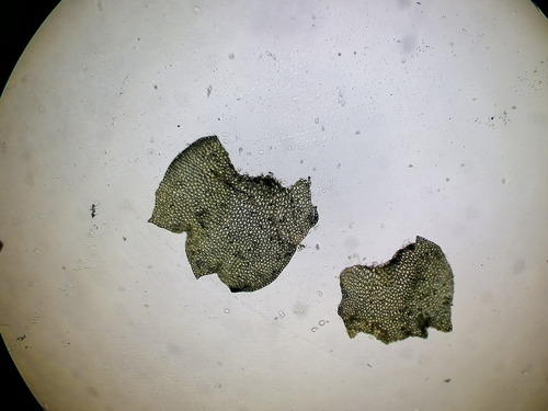 Image of Neoorthocaulis attenuatus by (c) Daniel Buczkiewicz, some rights reserved (CC BY-SA)
