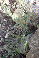 Cheilanthes parviloba