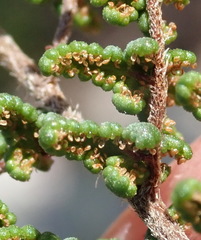 Cheilanthes parviloba