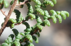 Cheilanthes parviloba