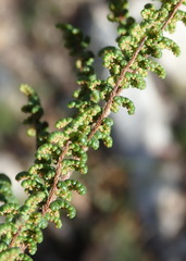 Cheilanthes parviloba