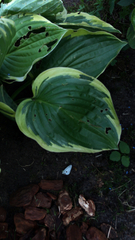 Hosta
