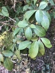 Volkameria glabra