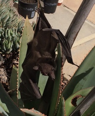 Rousettus aegyptiacus