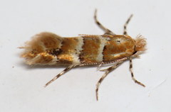 Phyllonorycter emberizaepenella