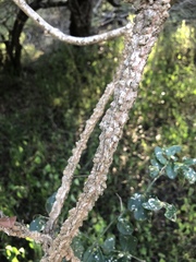 Rhoicissus sessilifolia