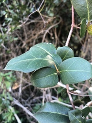 Rhoicissus sessilifolia