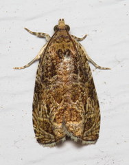 Olethreutes olivaceana