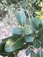 Rhoicissus sessilifolia