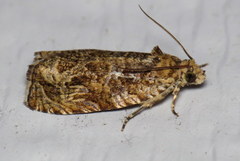 Olethreutes olivaceana