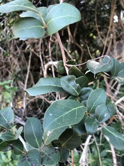 Rhoicissus sessilifolia
