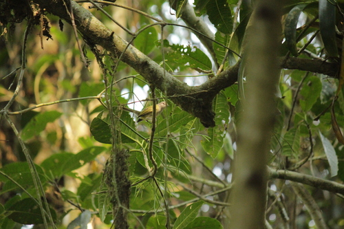 Grey-capped Tyrannulet