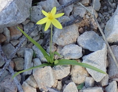 Pauridia trifurcillata